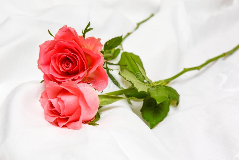 Romantic Pink Roses on a White Bed Sheet Stock Image Image of emotion