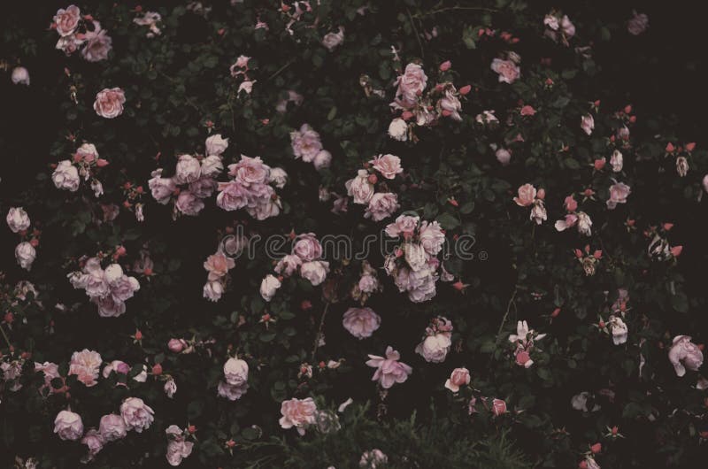 Romantic roses, vintage garden. stock photography Romantic roses, vintage garden. stock photography