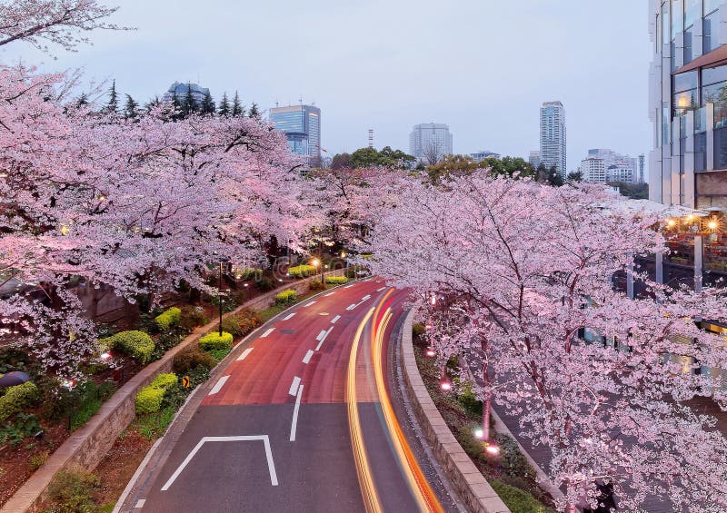 Romantic scenery of illuminated cherry blossom trees Sakura namiki in Tokyo Midtown, Roppongi at dusk, with light trails of cars on street & high rise buildings in evening twilight in Tokyo Japan