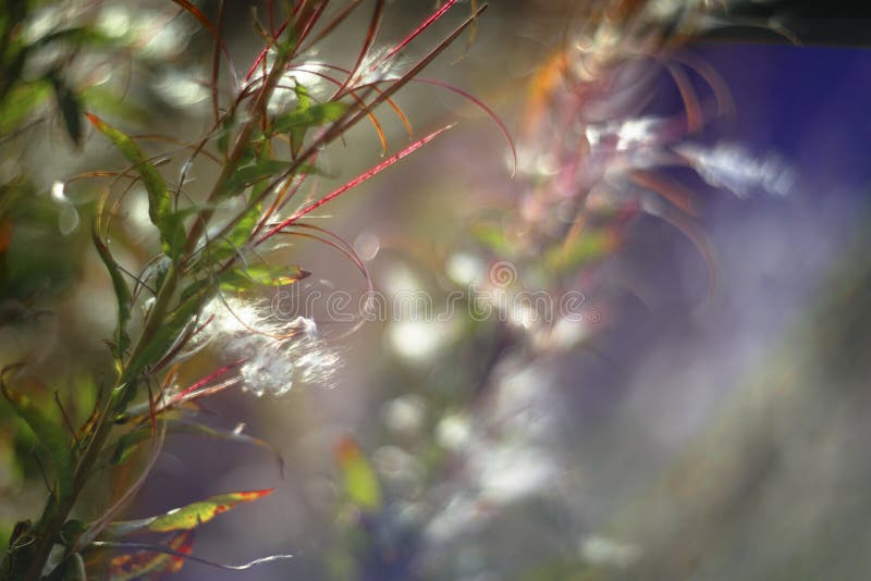 Romantic soft and blurry summer nature background with willow-herb in sunset, vintage lens bokeh effect stock images Romantic soft and blurry summer nature background with willow-herb in sunset, vintage lens bokeh effect stock images