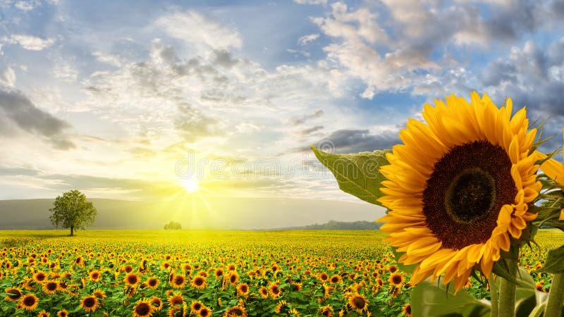 14,787 Sunflower Sunrise Stock Photos - Free & Royalty-Free Stock Photos  from Dreamstime