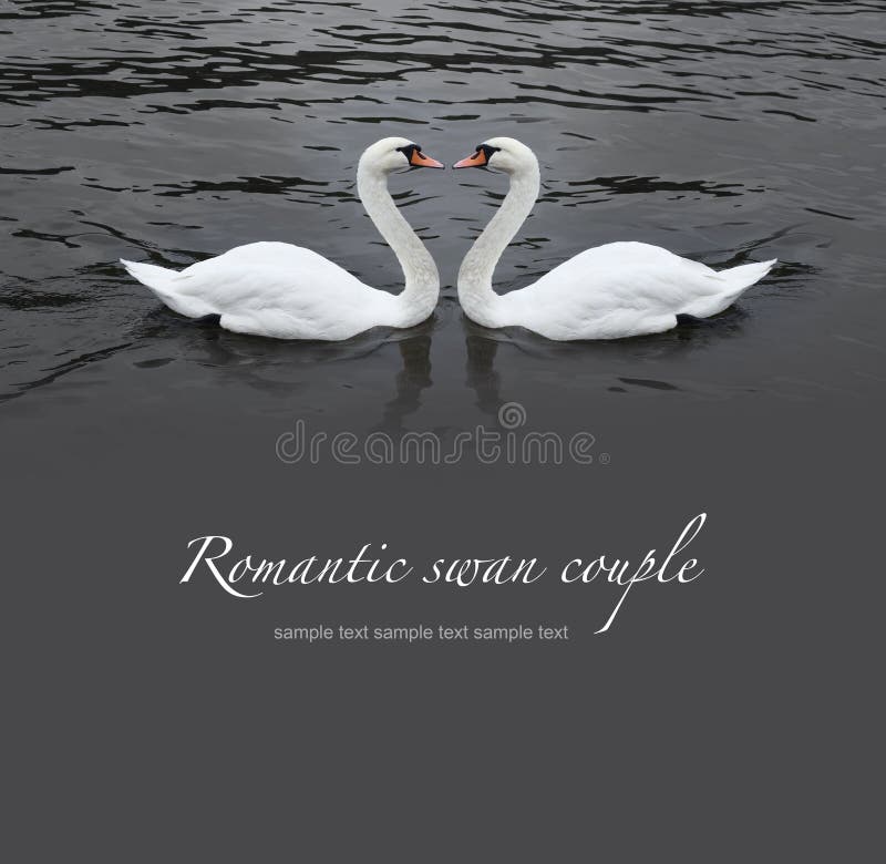 2,268 Romantic Swan Couple Stock Photos - Free & Royalty-Free Stock Photos  from Dreamstime