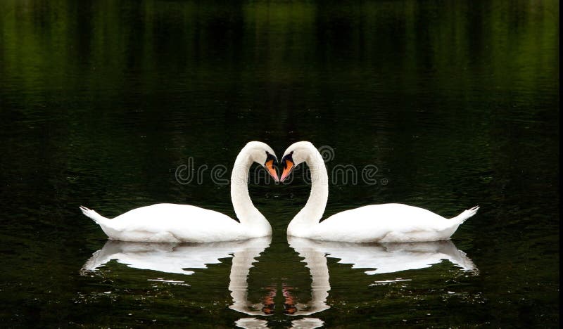 Romantic Swans stock image Romantic Swans stock image