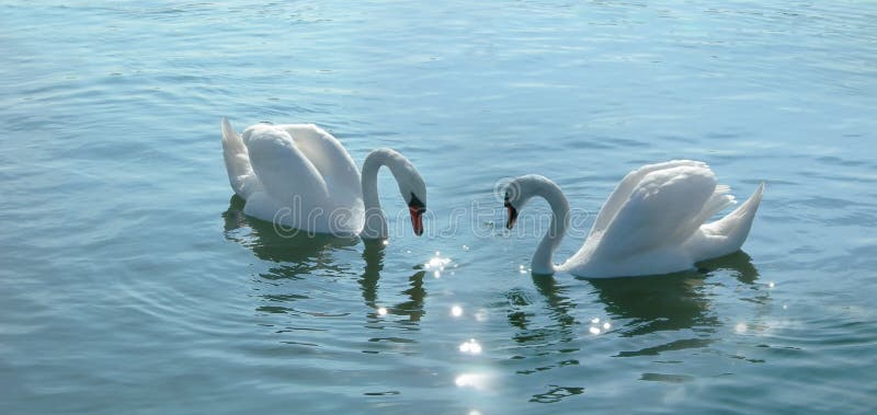 Romantic swans couple