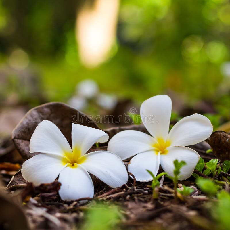Romantic tropical flowers, white plumeria flowers in square format royalty free stock photography Romantic tropical flowers, white plumeria flowers in square format royalty free stock photography