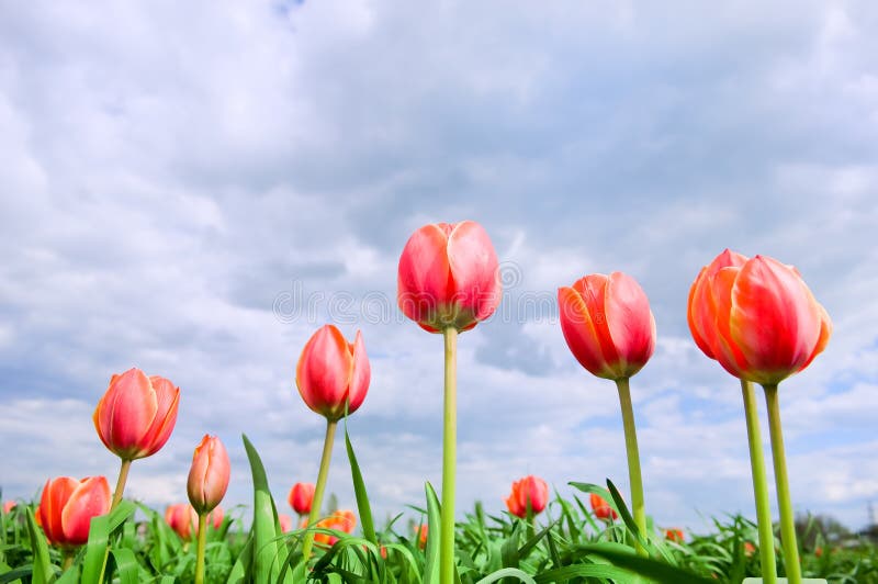 Romantic tulips growing in the field