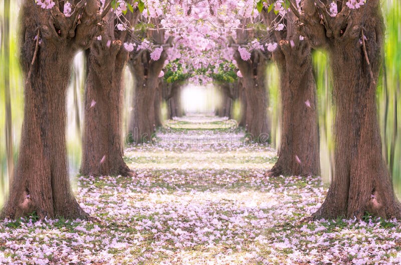 Romantic tunnel. stock photo. Image of beautiful, branch - 71701438