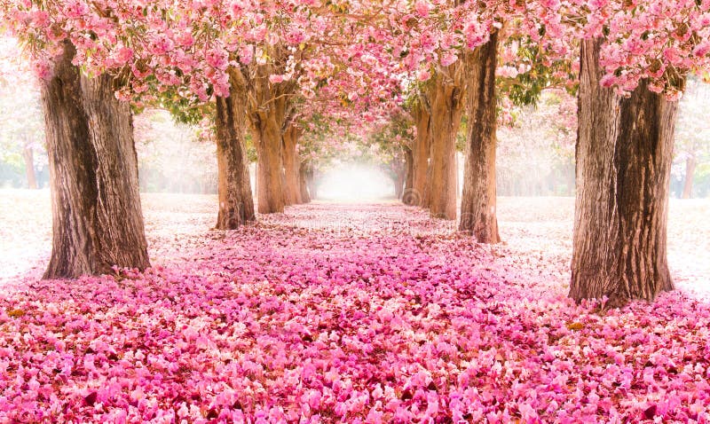 The Romantic Tunnel of Pink Flower Trees Stock Photo - Image of flower ...