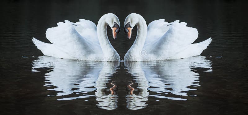 Romantic Two Swans, Symbol of Love Stock Photo - Image of nature, swan ...