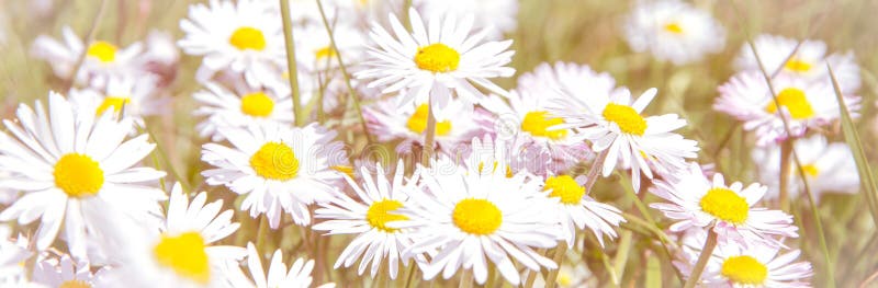 Romantic wild field of daisies with focus on one flower. Oxeye daisy, Leucanthemum vulgare, Daisies, Dox-eye, Common daisy, Dog