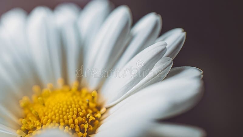Romantico e sfocato sfondo di una macro floreale romantica con foglie e fiori bellissimi come concetto di giardino fiorito e natur royalty illustrazione gratis
