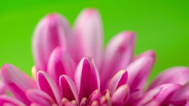 Romantico e sfocato sfondo di una macro floreale romantica con foglie e fiori bellissimi come concetto di giardino fiorito e natur illustrazione vettoriale