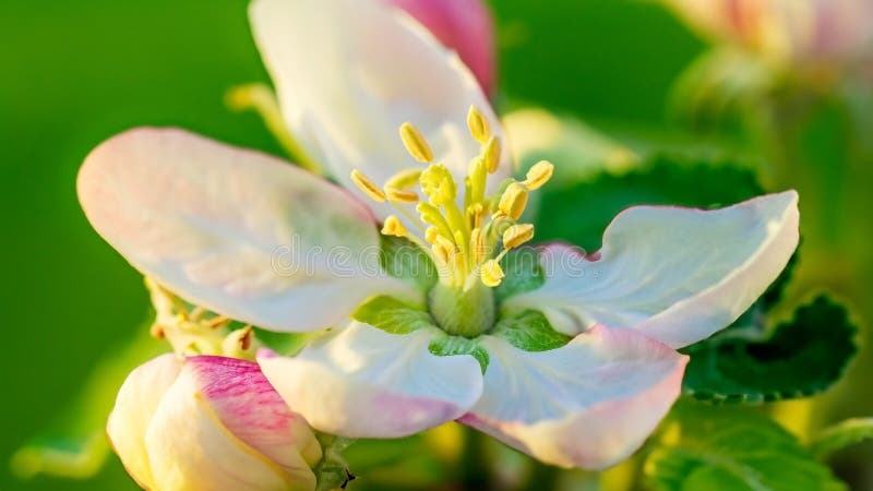 Romantico e sfocato sfondo di una macro floreale romantica con foglie e fiori bellissimi come concetto di giardino fiorito e natur royalty illustrazione gratis