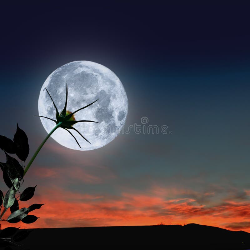 Romantique Scène De Nuit Brillant Pleine Lune Sur La Tige De Fleur Sur Le  Ciel Sombre Photo stock - Image du bleu, lunaire: 220341202