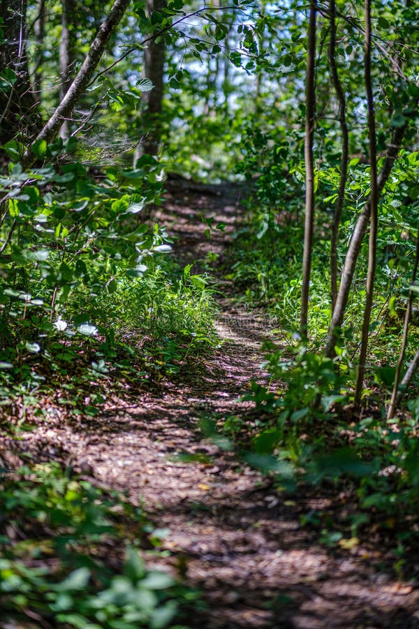 romantischer Kiesschotterweg in der Landschaft am grünen Abend des Sommers lizenzfreie stockfotos romantischer Kiesschotterweg in der Landschaft am grünen Abend des Sommers lizenzfreie stockfotos