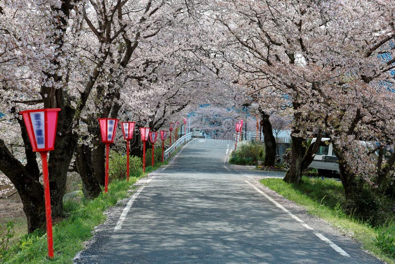 Romantischer Torbogen des rosa Kirschbaums blüht Laternenpfähle Sakura Namikis und der japanischen Art entlang einer Landstraße lizenzfreies stockfoto Romantischer Torbogen des rosa Kirschbaums blüht Laternenpfähle Sakura Namikis und der japanischen Art entlang einer Landstraße lizenzfreies stockfoto