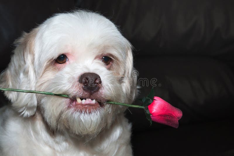 Romantisk hund för Lhasa apso som rymmer en ros i hans mun royaltyfri bild Romantisk hund för Lhasa apso som rymmer en ros i hans mun royaltyfri bild