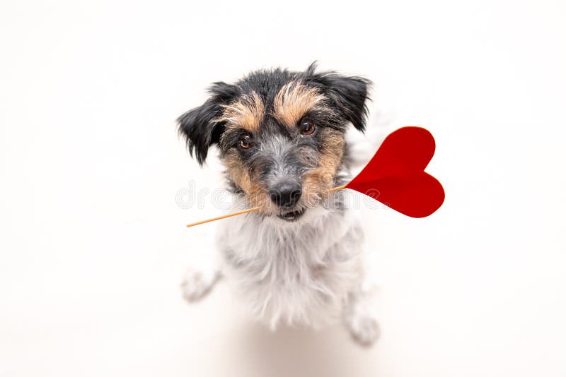 Romantyczny pies - Mały śliczny Jack Russell Terrier doggy z sercem jako prezent dla walentynki w usta jest przyglądający w górę