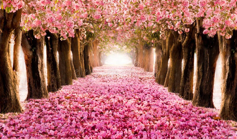 Romantyczny tunel menchia kwiatu drzewa