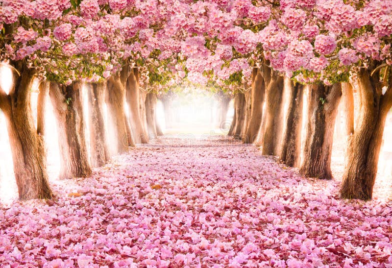 Romantyczny tunel menchia kwiatu drzewa