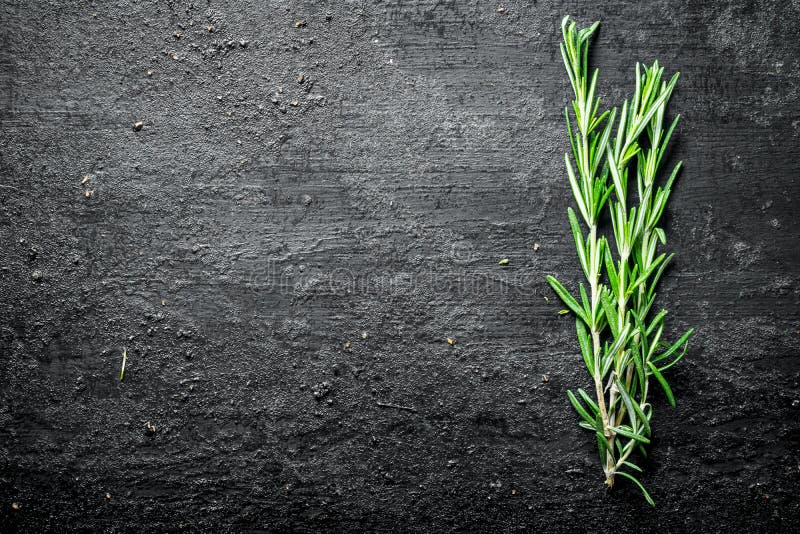 Romarin vert frais images libres de droits