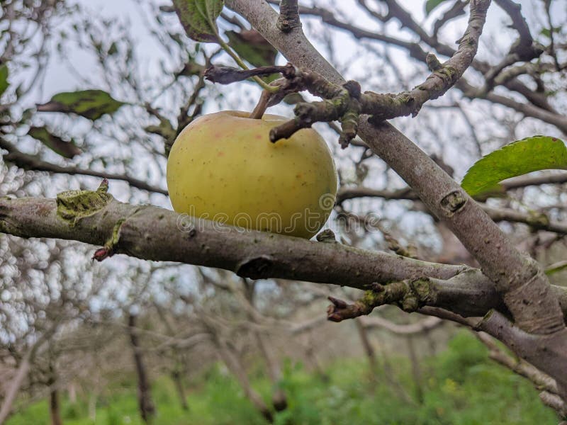 A Rome Beauty Apple on the Tree Stock Image Image of green, juicy