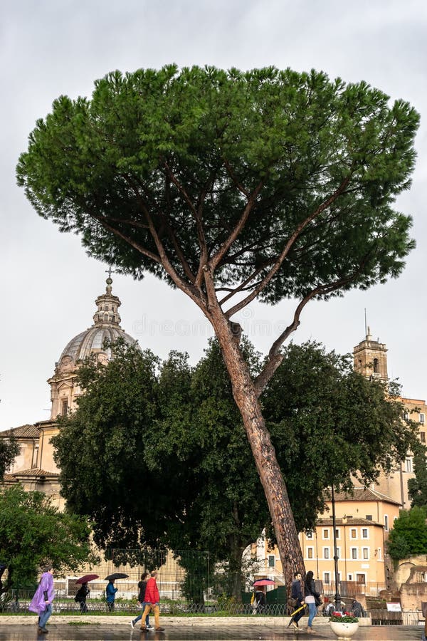 People, trees and roman architecture buildings in Rome, Italy royalty free stock image People, trees and roman architecture buildings in Rome, Italy royalty free stock image