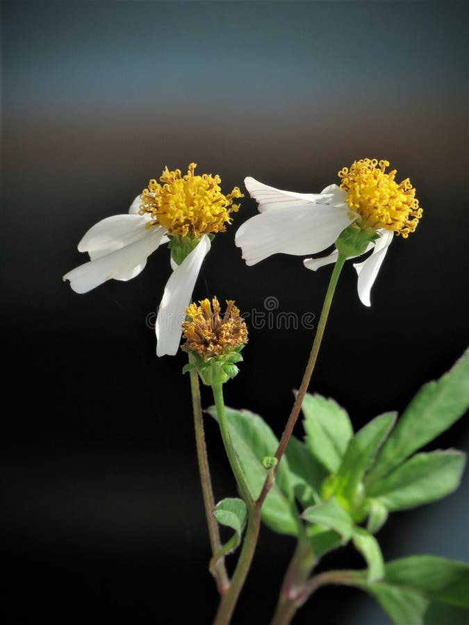 480 Flower Petals Blowing Wind Stock Photos Free & RoyaltyFree Stock