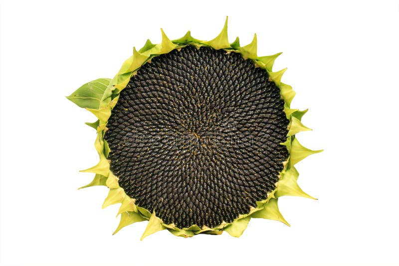 Rond rijp zonnebloemhoogtepunt van zwarte zaden op een witte achtergrond stock foto's Rond rijp zonnebloemhoogtepunt van zwarte zaden op een witte achtergrond stock foto's