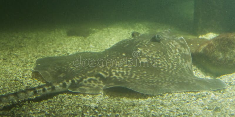 Ronde pijlstaartrogvissen die op de bodem van het aquarium leggen, marien het levensportret stock fotografie Ronde pijlstaartrogvissen die op de bodem van het aquarium leggen, marien het levensportret stock fotografie