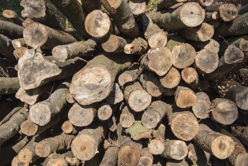 Grosse pile de coupes rondes de bois d'arbre, tronçonneuse électrique  rouge. Les grumes sont sciées à partir des troncs de bouleau empilés dans  une pile. Bois de chauffage de bouleau. Compost s