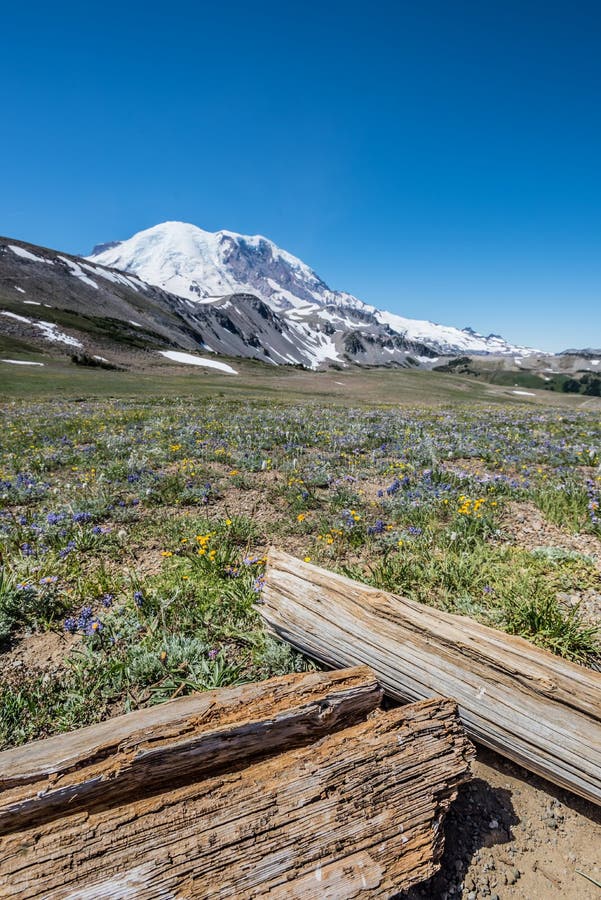 Rondins et fleurs sauvages au-dessous du mont Rainier photos stock Rondins et fleurs sauvages au-dessous du mont Rainier photos stock
