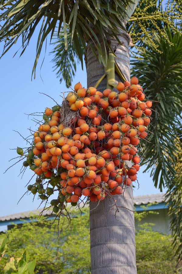 Rode Areca catechu vrucht royalty-vrije stock afbeeldingen