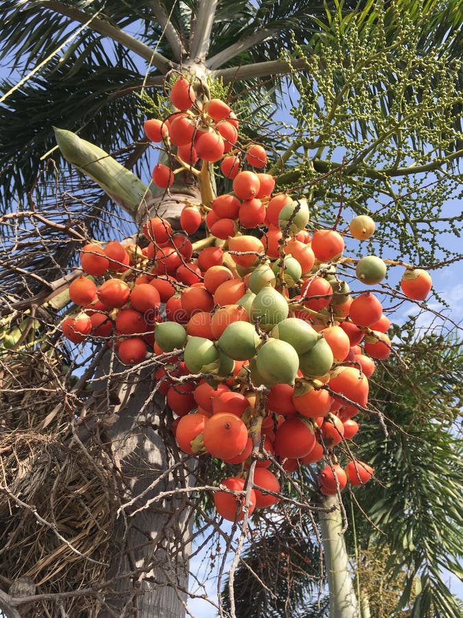 Rode arecanoot vrucht stock afbeelding