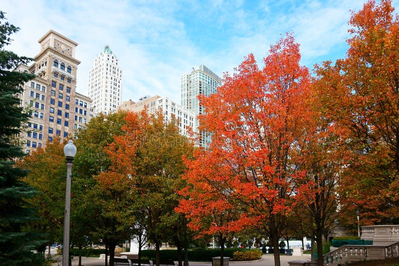 Rood Autumn Leaves, Chicago stock afbeeldingen Rood Autumn Leaves, Chicago stock afbeeldingen