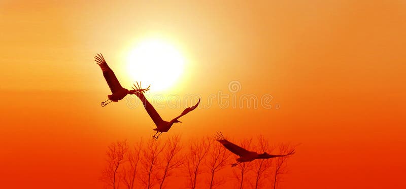 Rood-bekroonde Kraan die op de zonsondergangachtergrond vliegen stock afbeelding Rood-bekroonde Kraan die op de zonsondergangachtergrond vliegen stock afbeelding
