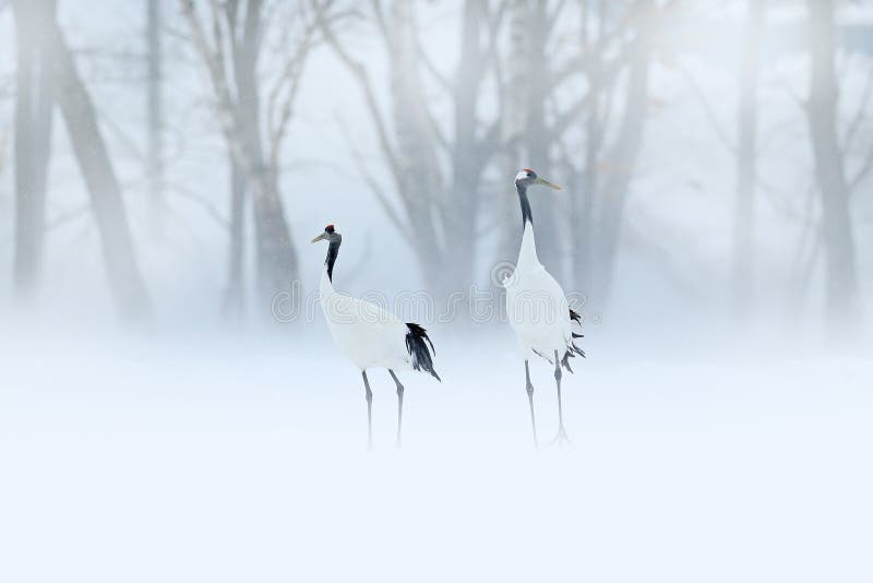 Rood-bekroonde kraan, Grus-japonensis, die in de sneeuw, Hokkaido, Japan lopen Mooie vogel in de aardhabitat Het wildscène voor
