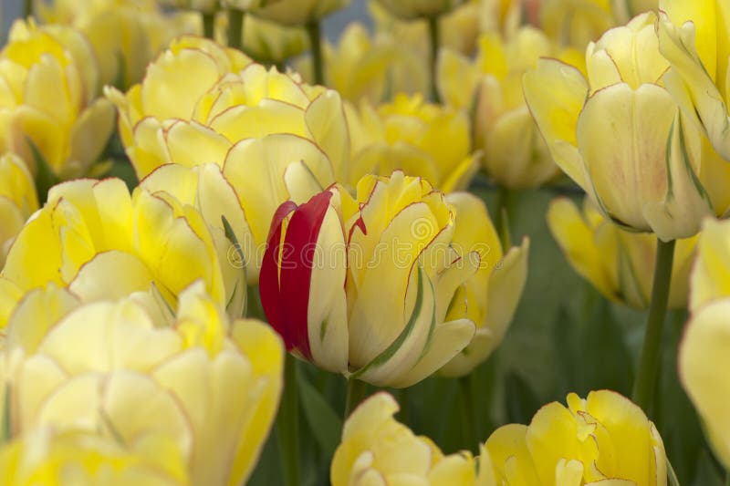 Rood bloemblaadje in een bed van gele tulpen stock afbeeldingen Rood bloemblaadje in een bed van gele tulpen stock afbeeldingen