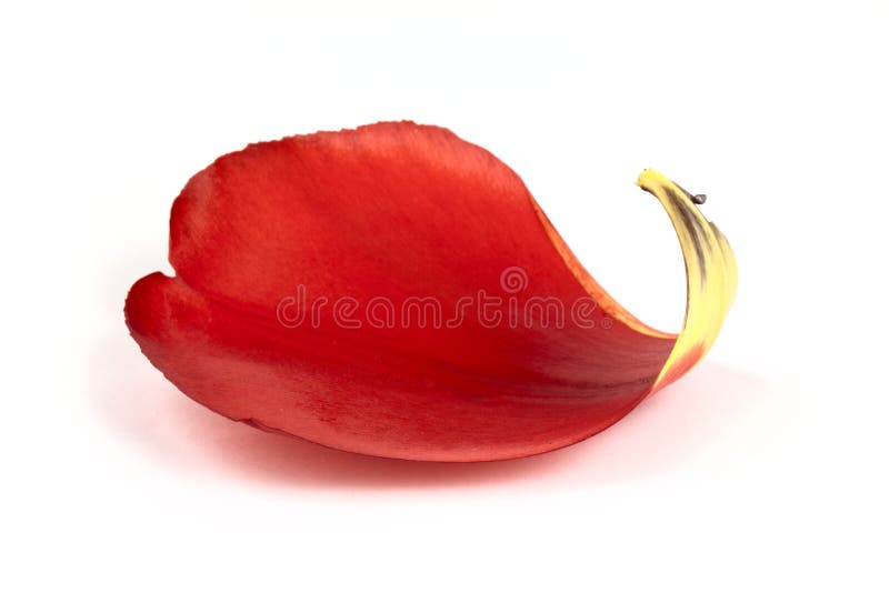 Rood bloemblaadje van tulp