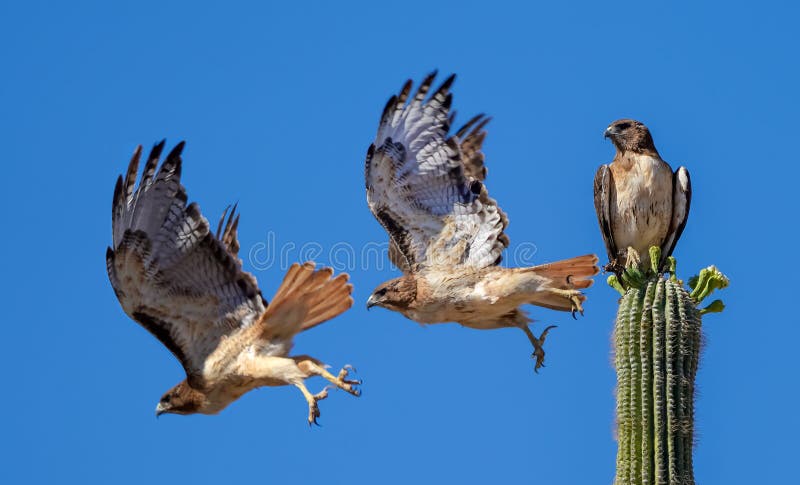 Red Tailed Hawk sequence taking flight off of a Saguaro Cactus. Red Tailed Hawk sequence taking flight off of a Saguaro Cactus