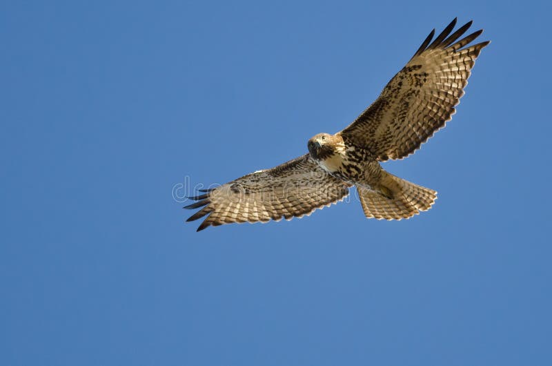 Red-Tailed Hawk Making Eye Contact As It Flys in a Blue Sky. Red-Tailed Hawk Making Eye Contact As It Flys in a Blue Sky
