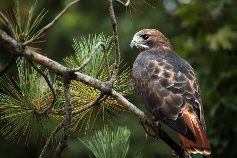 Closeup of a Red-Tailed Hawk perching in a pine tree. Closeup of a Red-Tailed Hawk perching in a pine tree.