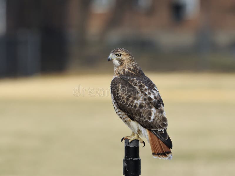 A wild Red-Tailed Hawk perched on the fence. A wild Red-Tailed Hawk perched on the fence.