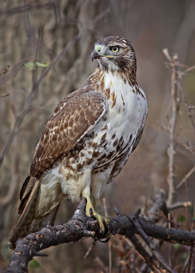 Red-tailed Hawk sitting on a branch and looking at camera. Red-tailed Hawk sitting on a branch and looking at camera