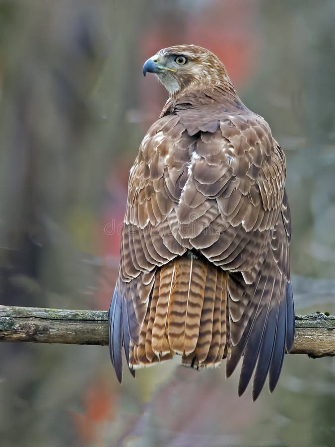 Red-Tailed Hawk Resting on Tree Branch. Red-Tailed Hawk Resting on Tree Branch