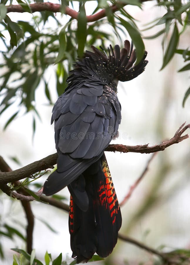 Red tailed black cockatoo resting on gum tree with crest raised. An endangered Australian bird. Red tailed black cockatoo resting on gum tree with crest raised. An endangered Australian bird.