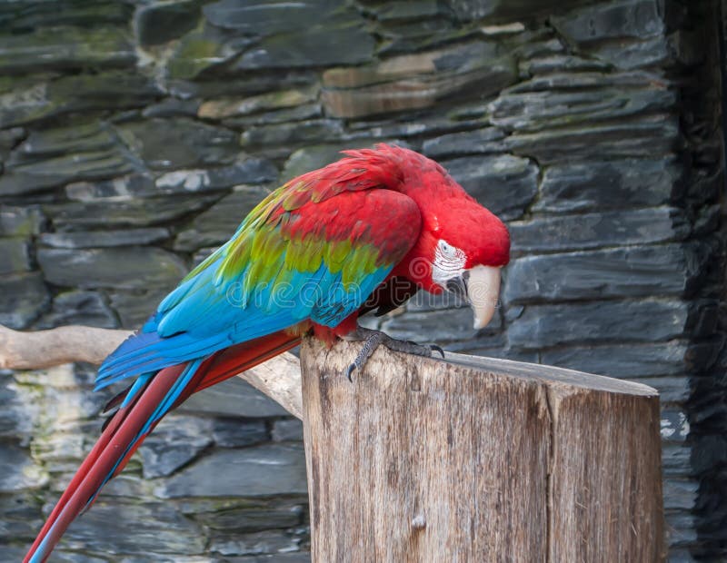Rood-en-groene ara, Aronskelkenchloropterus, mooie papegaaizitting op een tak met gebogen hoofd stock foto Rood-en-groene ara, Aronskelkenchloropterus, mooie papegaaizitting op een tak met gebogen hoofd stock foto