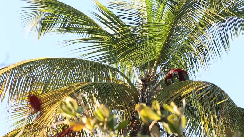 Rood-en-groene chloropterus die van Ara'saronskelken kokosnotenfruit op palm in Trinidad en Tobago eten