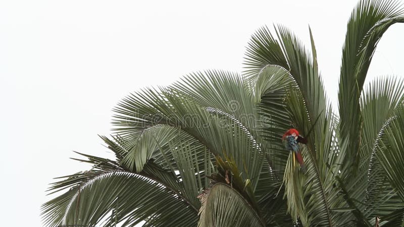 Rood-en-groene chloropterus die van Ara'saronskelken zijn veren op palm in Manu National Park, Peru verzorgen