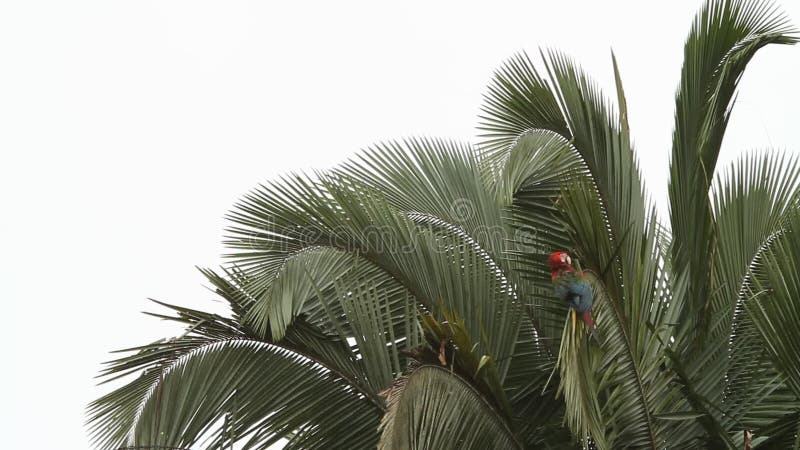 Rood-en-groene chloropterus die van Ara'saronskelken zijn veren op palm in Manu National Park, Peru verzorgen